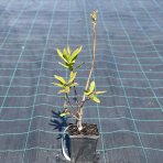 Azalka veľkokvetá (Azalea Mollis) ´ANNEKE´ - výška 40-60 cm, kont. C1L
